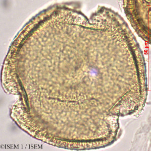 Abelia grandiflora - lame n° 27854